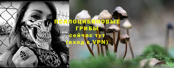хмурый Осинники